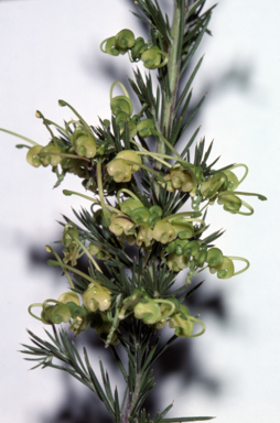 APII jpeg image of Grevillea glabella 'Limelight'  © contact APII