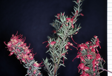 APII jpeg image of Grevillea 'Poorinda Illumina',<br/>Grevillea 'Crosbie Morrison',<br/>Grevillea 'Poorinda Ruby'  © contact APII
