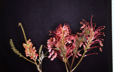 APII jpeg image of Grevillea banksii 'Kingaroy Slippers'  © contact APII