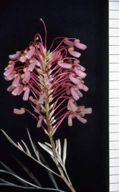 APII jpeg image of Grevillea banksii 'Kingaroy Slippers'  © contact APII