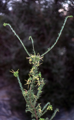 APII jpeg image of Grevillea glabella 'Limelight'  © contact APII