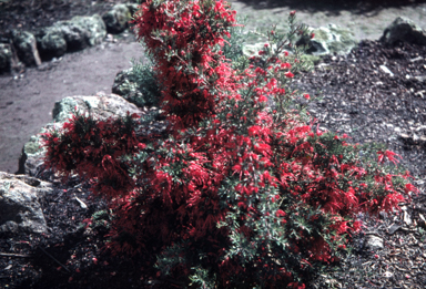 APII jpeg image of Grevillea 'Poorinda Ruby'  © contact APII