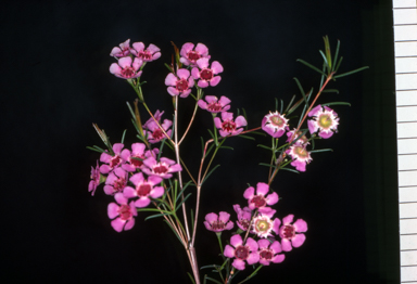 APII jpeg image of Chamelaucium uncinatum 'Dowell'  © contact APII