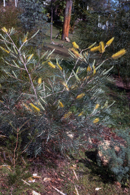 APII jpeg image of Grevillea 'Sandra Gordon'  © contact APII
