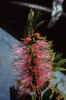 APII jpeg image of Callistemon 'Cinderella'  © contact APII
