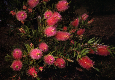 APII jpeg image of Callistemon 'Glasshouse Country'  © contact APII