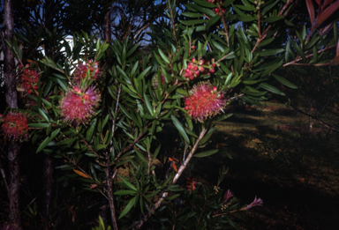 APII jpeg image of Callistemon 'Glasshouse Gem'  © contact APII