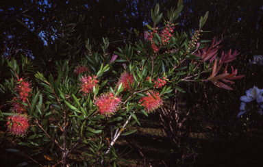 APII jpeg image of Callistemon 'Glasshouse Gem'  © contact APII