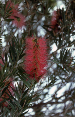 APII jpeg image of Callistemon viminalis 'Bob Bailey'  © contact APII