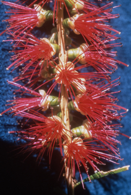 APII jpeg image of Callistemon 'Candy Pink'  © contact APII