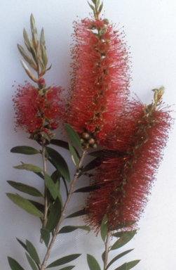 APII jpeg image of Callistemon 'Burgundy',<br/>Callistemon 'Mauve Mist',<br/>Callistemon 'Reeve's Pink'  © contact APII