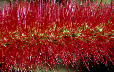 APII jpeg image of Callistemon 'Kings Park Special'  © contact APII