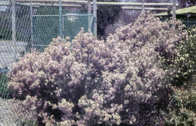 APII jpeg image of Chamelaucium uncinatum 'Newmarracarra'  © contact APII