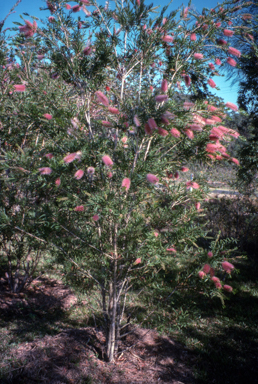 APII jpeg image of Callistemon 'Tin-Sal Glow'  © contact APII