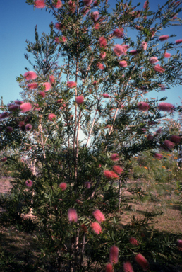APII jpeg image of Callistemon 'Tin-Sal Glow'  © contact APII