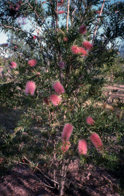APII jpeg image of Callistemon 'Tin-Sal Glow'  © contact APII