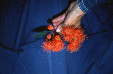 APII jpeg image of Corymbia ficifolia 'Vermillion Blaze'  © contact APII