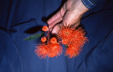 APII jpeg image of Corymbia ficifolia 'Vermillion Blaze'  © contact APII