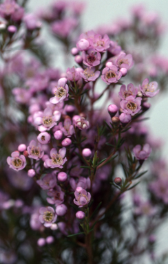 APII jpeg image of Chamelaucium 'Susie'  © contact APII