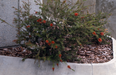 APII jpeg image of Callistemon 'Tinaroo'  © contact APII
