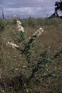 APII jpeg image of Grevillea vestita subsp. vestita  © contact APII