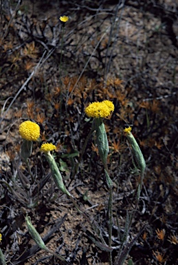 APII jpeg image of Podotheca gnaphalioides  © contact APII