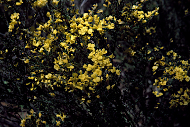 APII jpeg image of Bossiaea foliosa  © contact APII