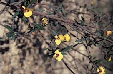 APII jpeg image of Bossiaea kiamensis  © contact APII