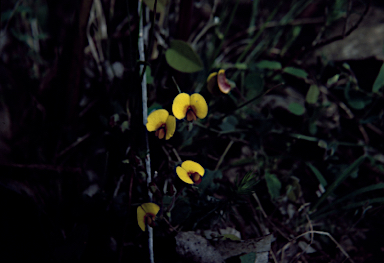 APII jpeg image of Bossiaea prostrata  © contact APII