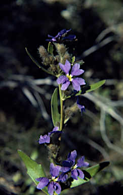 APII jpeg image of Dampiera purpurea  © contact APII