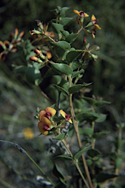 APII jpeg image of Daviesia crenulata  © contact APII