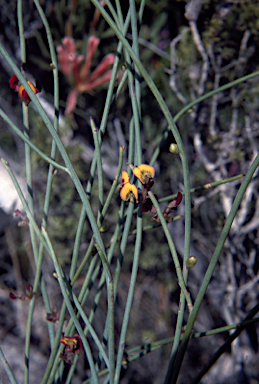 APII jpeg image of Daviesia triflora  © contact APII