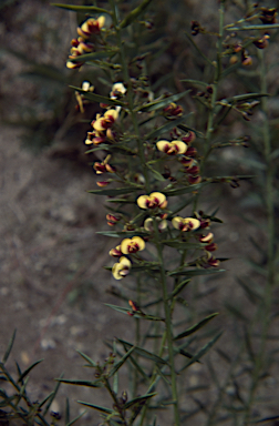 APII jpeg image of Daviesia umbellulata  © contact APII