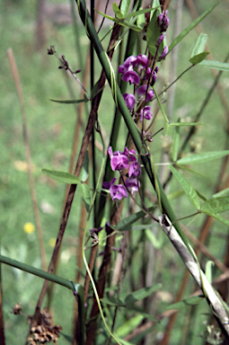 APII jpeg image of Glycine clandestina  © contact APII