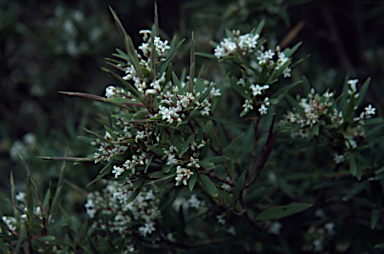 APII jpeg image of Leucopogon affinis  © contact APII