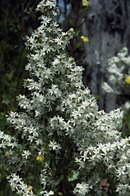 APII jpeg image of Olearia ramulosa  © contact APII