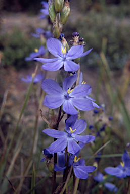 APII jpeg image of Orthrosanthus multiflorus  © contact APII