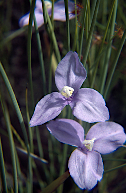 APII jpeg image of Patersonia fragilis  © contact APII