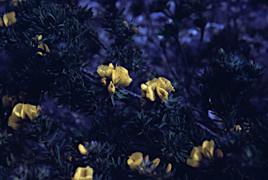 APII jpeg image of Pultenaea aristata  © contact APII