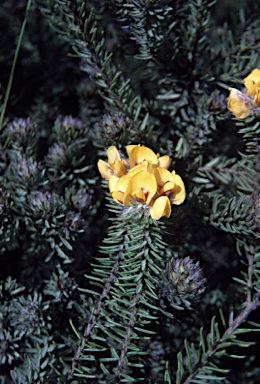 APII jpeg image of Pultenaea aristata  © contact APII