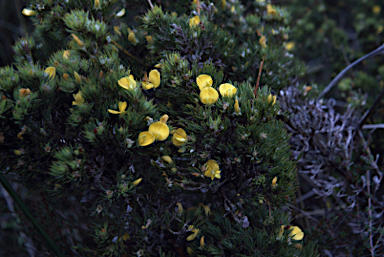 APII jpeg image of Pultenaea aspalathoides  © contact APII