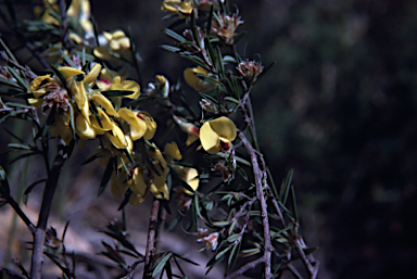 APII jpeg image of Pultenaea benthamii  © contact APII