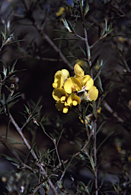 APII jpeg image of Pultenaea benthamii  © contact APII