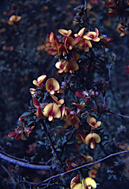 APII jpeg image of Pultenaea costata  © contact APII