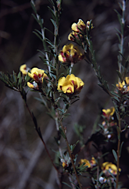 APII jpeg image of Pultenaea dentata  © contact APII