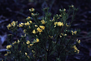 APII jpeg image of Pultenaea divaricata  © contact APII