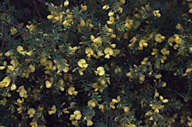 APII jpeg image of Pultenaea euchila  © contact APII