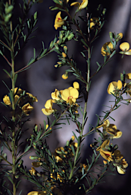 APII jpeg image of Pultenaea euchila  © contact APII