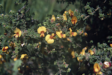 APII jpeg image of Pultenaea foliolosa  © contact APII