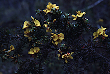 APII jpeg image of Pultenaea graveolens  © contact APII